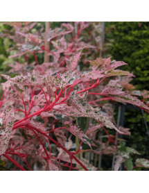 Acer x conspicuum Red Flamingo (12lt)