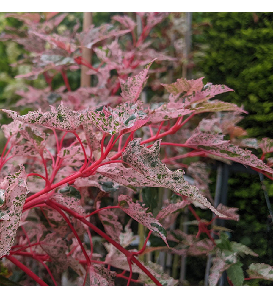 Acer x conspicuum Red Flamingo (12lt) Acer x conspicuum Red Flamingo (12lt)