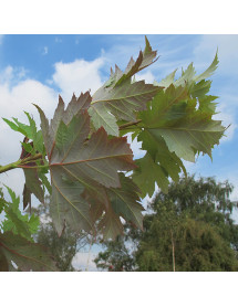 Acer x freemanii Autumn Blaze (12lt) Acer x freemanii Autumn Blaze (12lt)