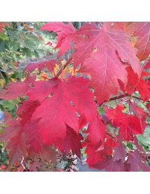 Acer x freemanii Autumn Blaze (12lt) Acer x freemanii Autumn Blaze (12lt)