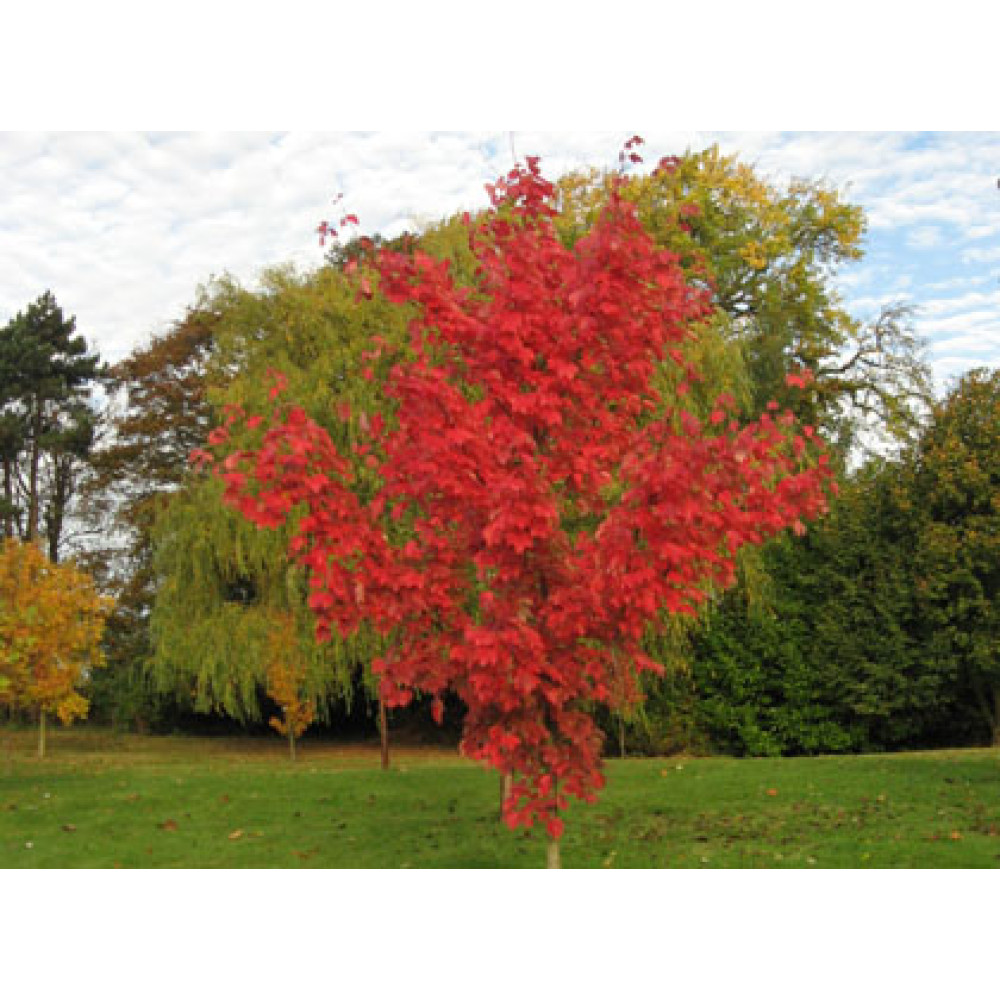 Acer rubrum October Glory (10 and 15lt)