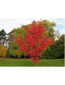 Acer rubrum October Glory (10 and 15lt)