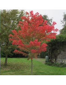 Acer rubrum October Glory (15lt)