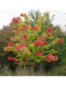 Acer rubrum October Glory (10 and 15lt)