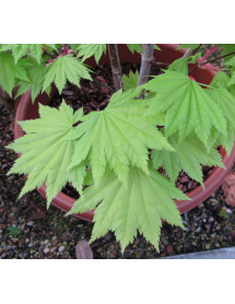 Acer shirasawanum Aureum (3lt) Acer shirasawanum Aureum (3lt)