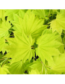 Acer shirasawanum Aureum (3lt)