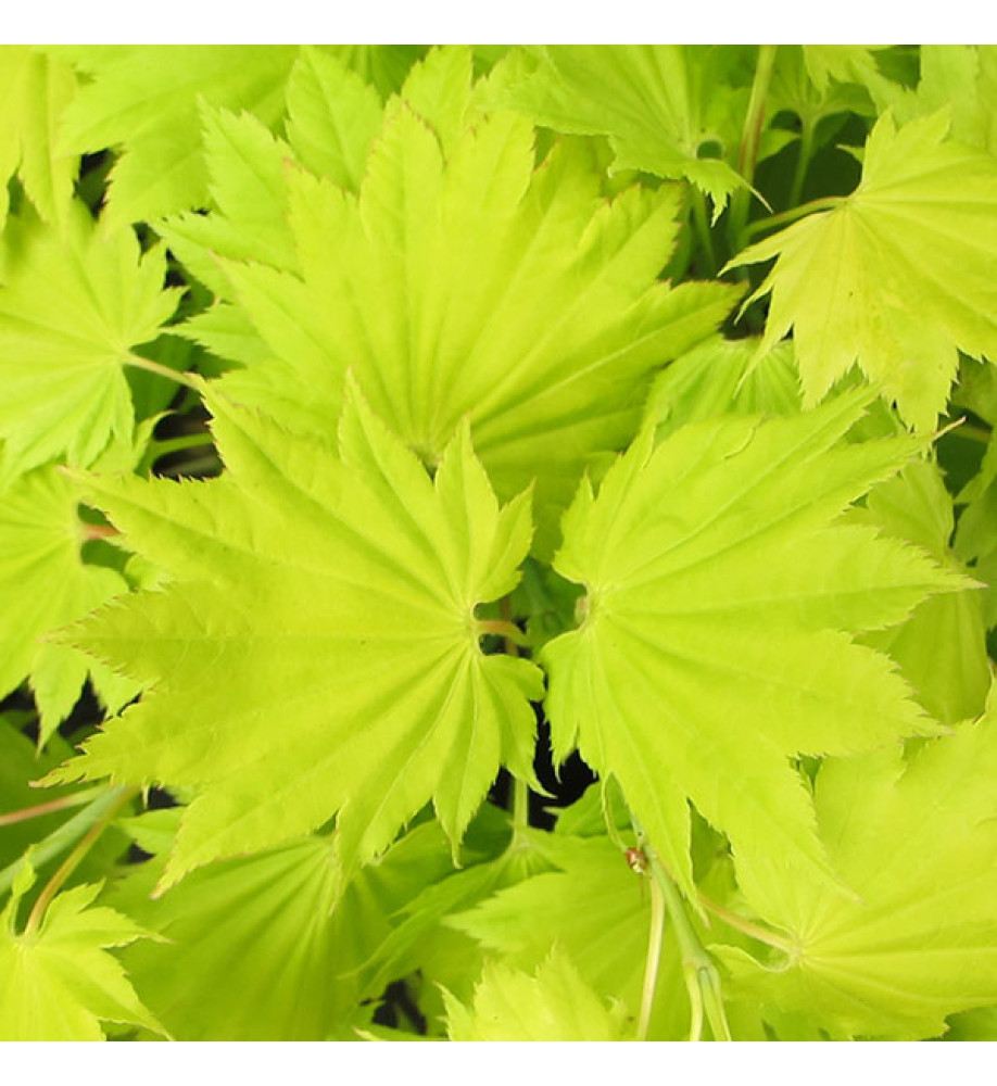 Acer shirasawanum Aureum (3lt)