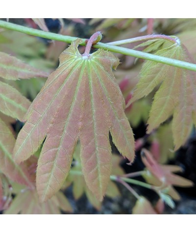 Acer shirasawanum Moonrise (90cm standards) (7.5lt)