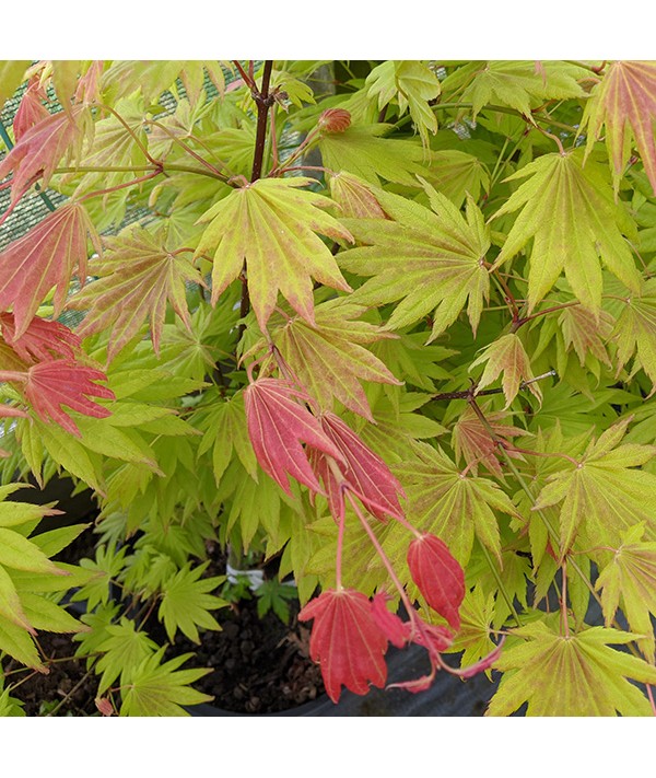 Acer shirasawanum Moonrise (90cm standards) (7.5lt)