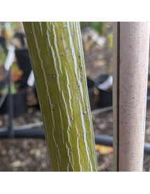 Acer x conspicuum Silver Vein (25lt)
