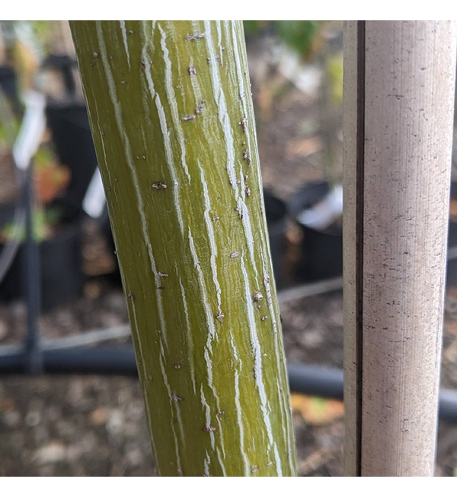Acer x conspicuum Silver Vein (25lt)