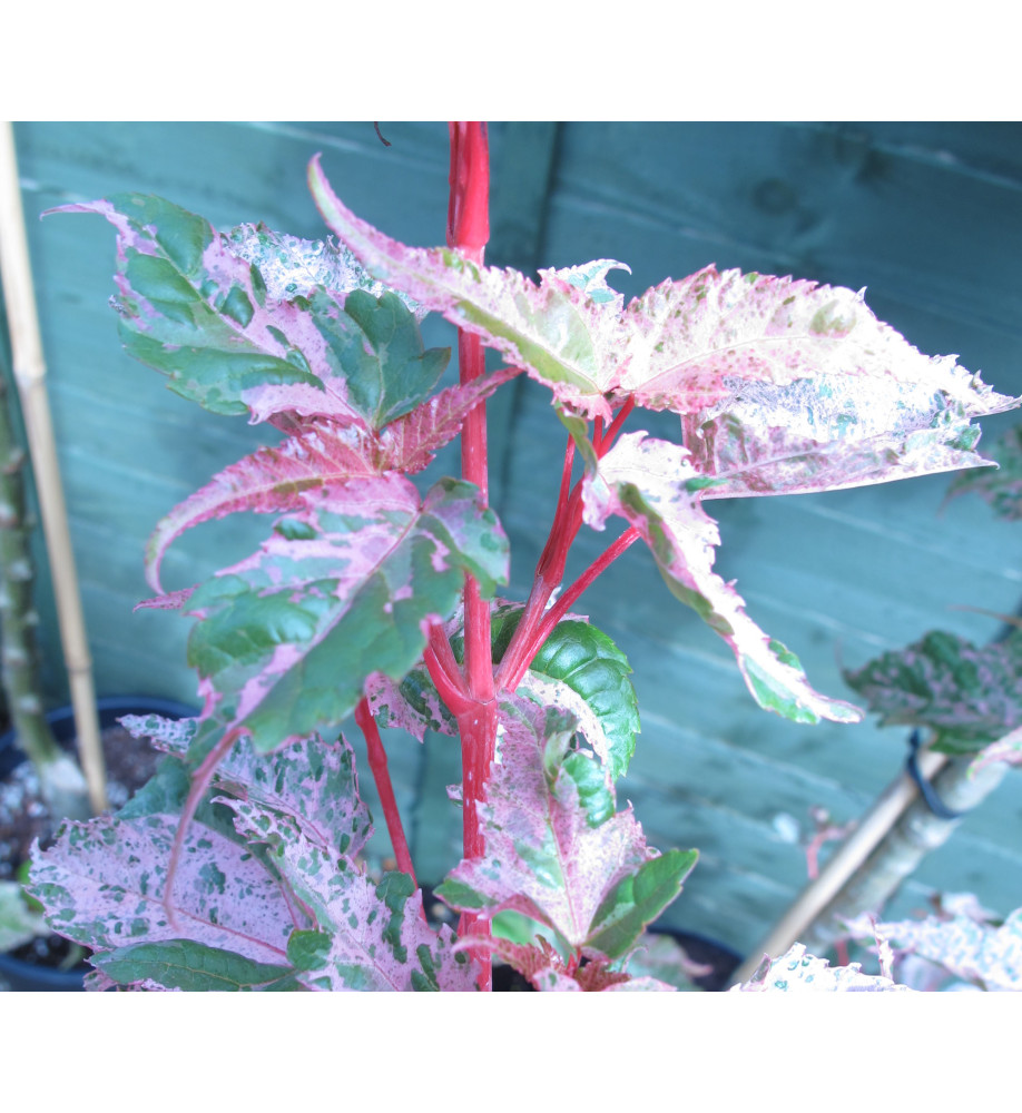 Acer x conspicuum Red Flamingo (12lt) Acer x conspicuum Red Flamingo (12lt)