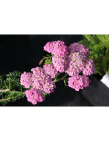 Achillea Apple Blossom (1lt)