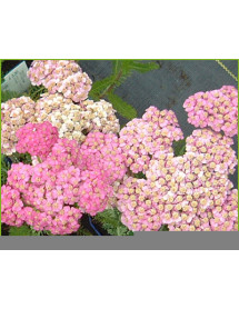 Achillea Apple Blossom (1lt)