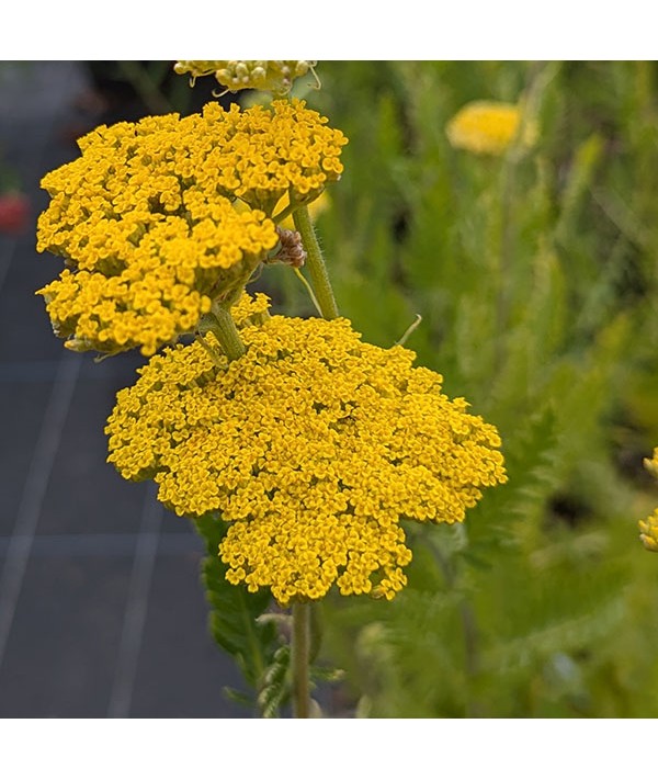 Achillea filipendulina Cloth of Gold (1lt)