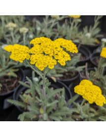Achillea Little Moonshine (1.5lt)