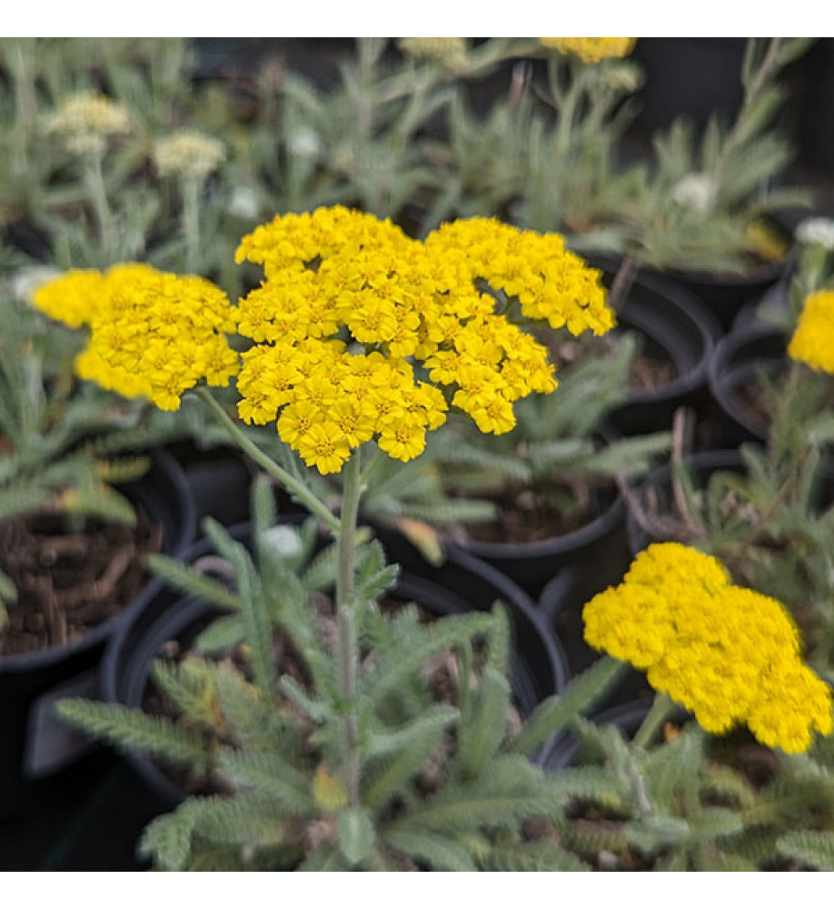 Achillea Little Moonshine (1.5lt)