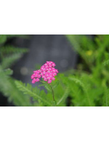 Achillea millefolium Cerise Queen (1lt)
