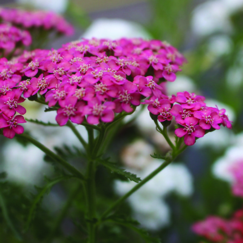 Achillea millefolium Apricot Delight (tutti-frutti series) (1lt)
