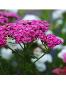 Achillea millefolium Apricot Delight (tutti-frutti series) (1lt)