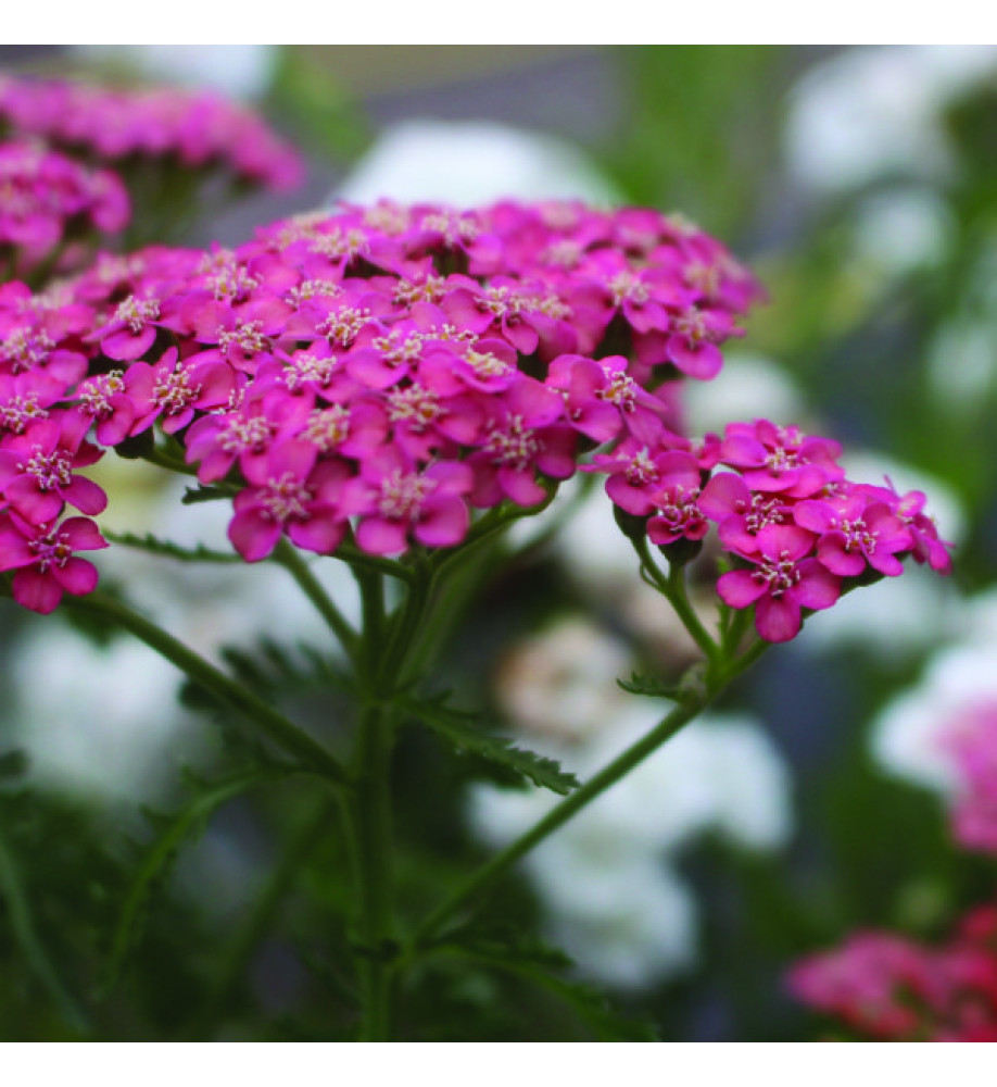 Achillea millefolium Apricot Delight (tutti-frutti series) (1lt)