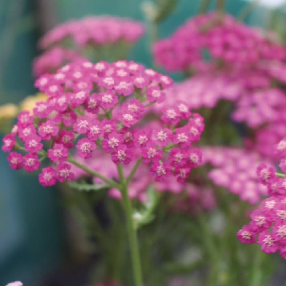 Achillea millefolium Pink Grapefruit (tutti frutti series) (1lt)