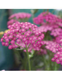 Achillea millefolium Pink Grapefruit (tutti frutti series) (1lt)
