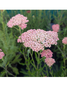 Achillea millefolium Salmon Beauty (1lt)