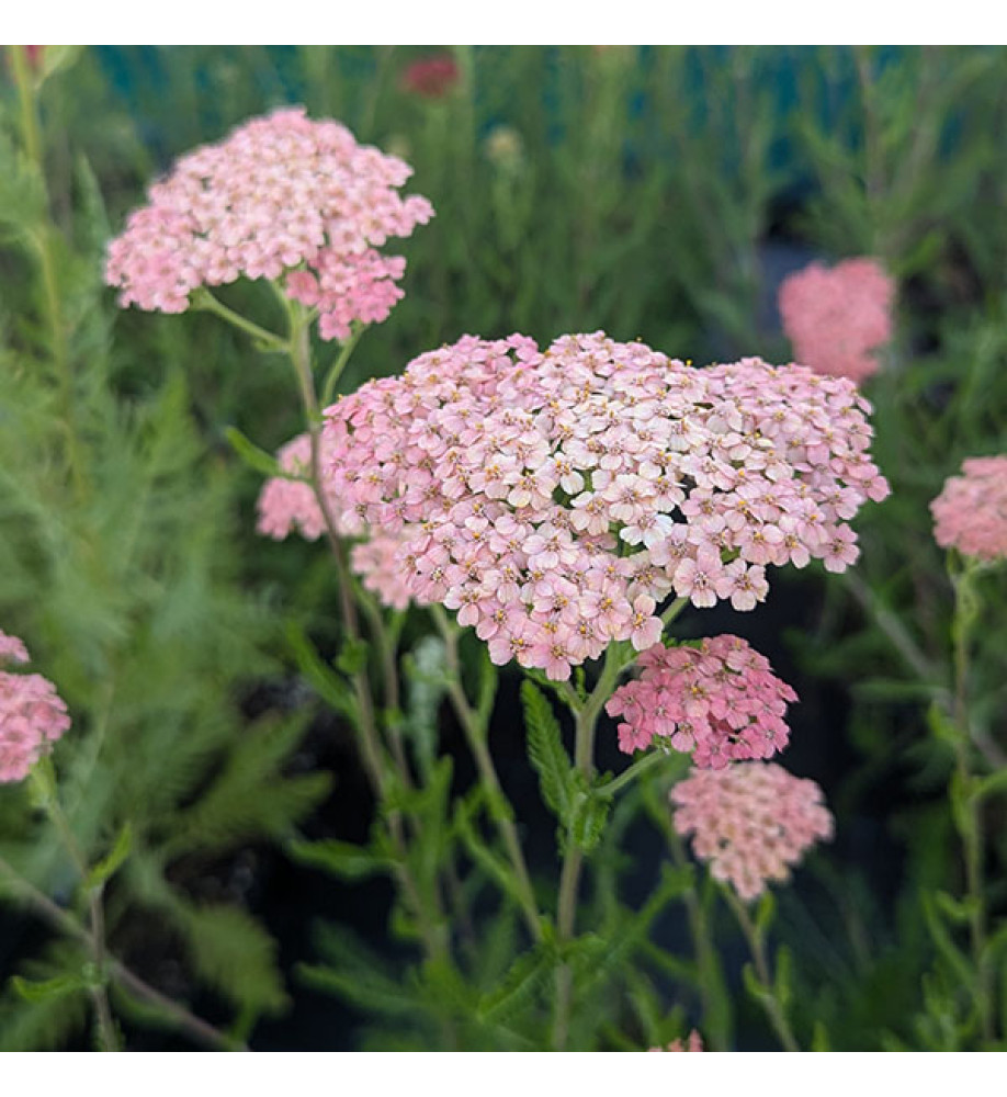 Achillea millefolium Salmon Beauty (1lt)