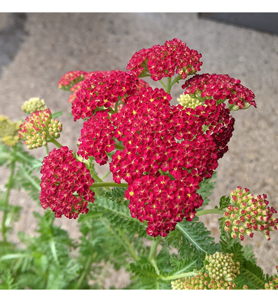 Achillea millefolium Strawberry Seduction (1lt)