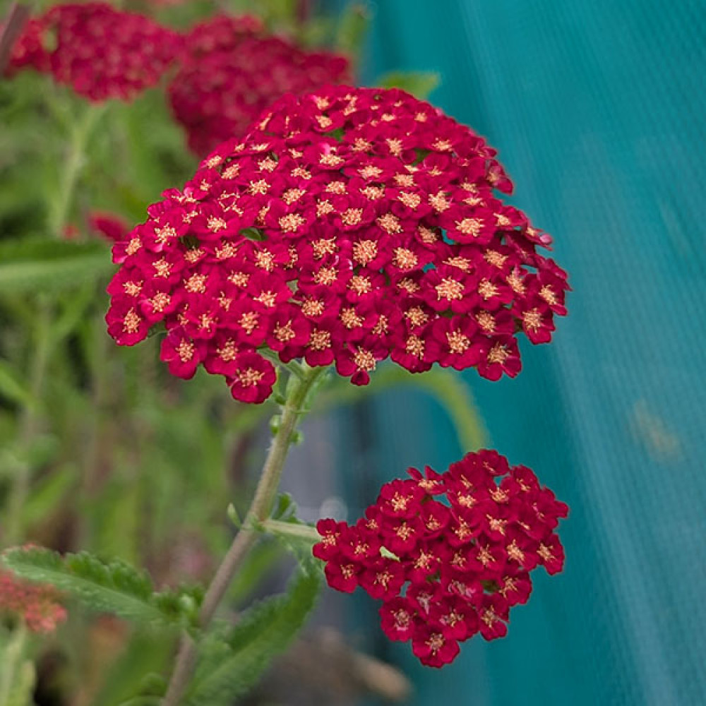 Achillea millefolium Sassy Summer Sangria (1lt)