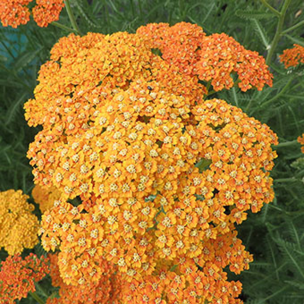 Achillea Terracotta (1lt)