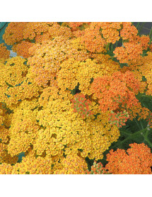Achillea Terracotta (1lt)