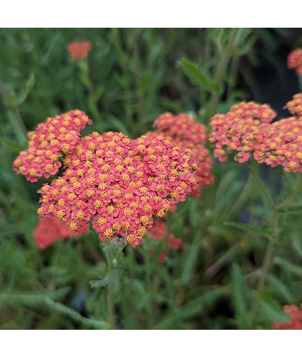 Achillea Walther Funcke (1lt)