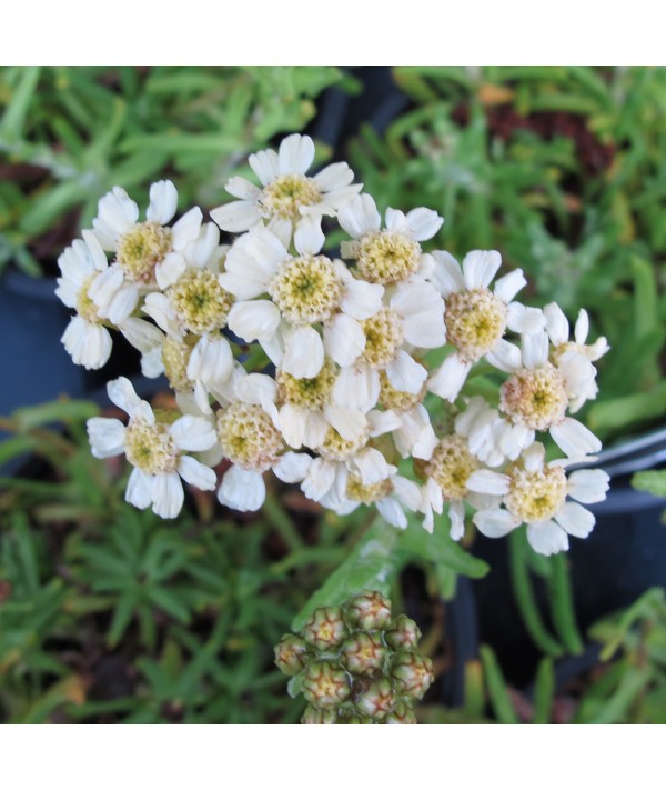 Achillea x lewisii King Edward (1lt)