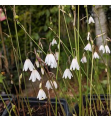 Acis autumnalis September Snow (0.8lt) Acis autumnalis September Snow (0.8lt)