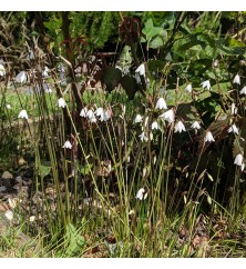 Acis autumnalis September Snow (0.8lt)