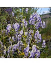 Aconitum x cammarum 'Bicolor' (0.8lt)