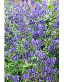 Aconitum Sparks Variety (1lt)