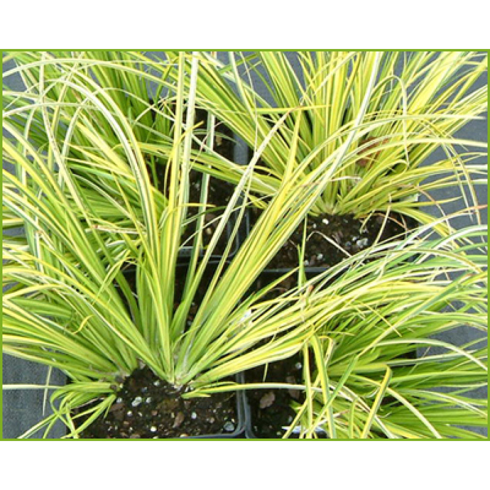Acorus gramineus Ogon (1lt)