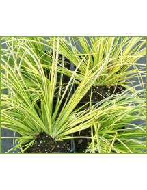 Acorus gramineus Ogon (1lt)