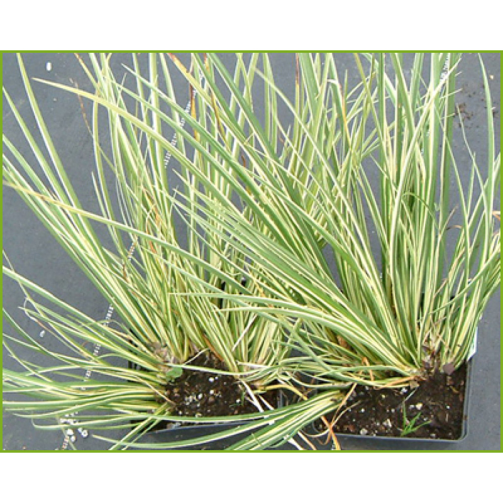 Acorus gramineus Variegatus (1lt)
