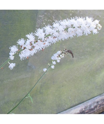 Actaea racemosa (1lt)