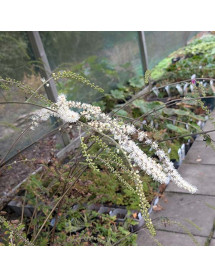 Actaea Queen of Sheba (2lt) Actaea Queen of Sheba (2lt)