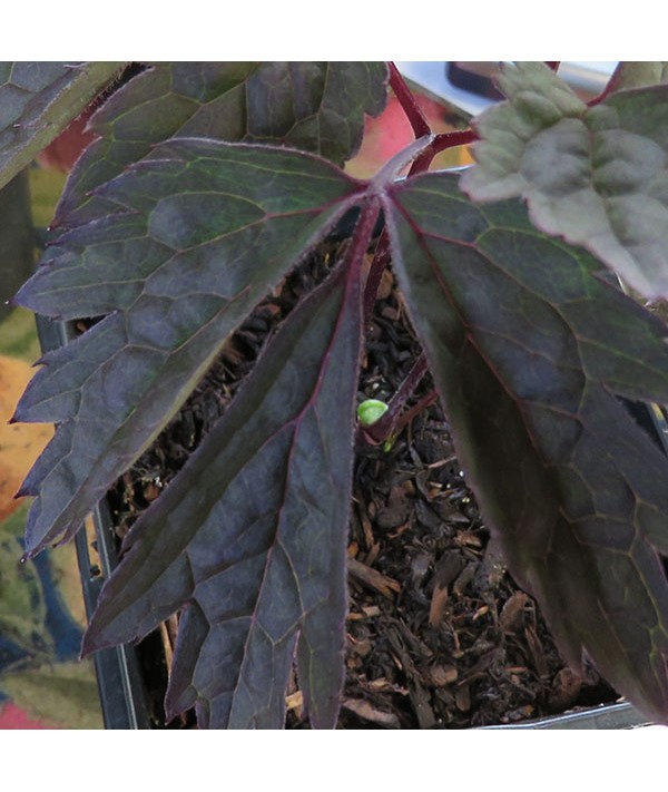 Actaea simplex Hillside Black Beauty (2lt)