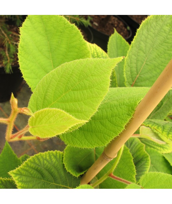 Actinidia deliciosa Jenny (3lt) Actinidia deliciosa Jenny (3lt)
