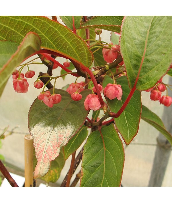 Actinidia tetramera var. maloides (3lt) Actinidia tetramera var. maloides (3lt)