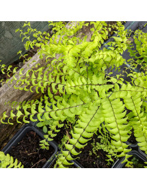 Adiantum aleuticum Imbricatum (3lt)
