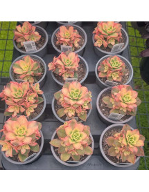 Aeonium haworthii Dream Color (0.8lt)