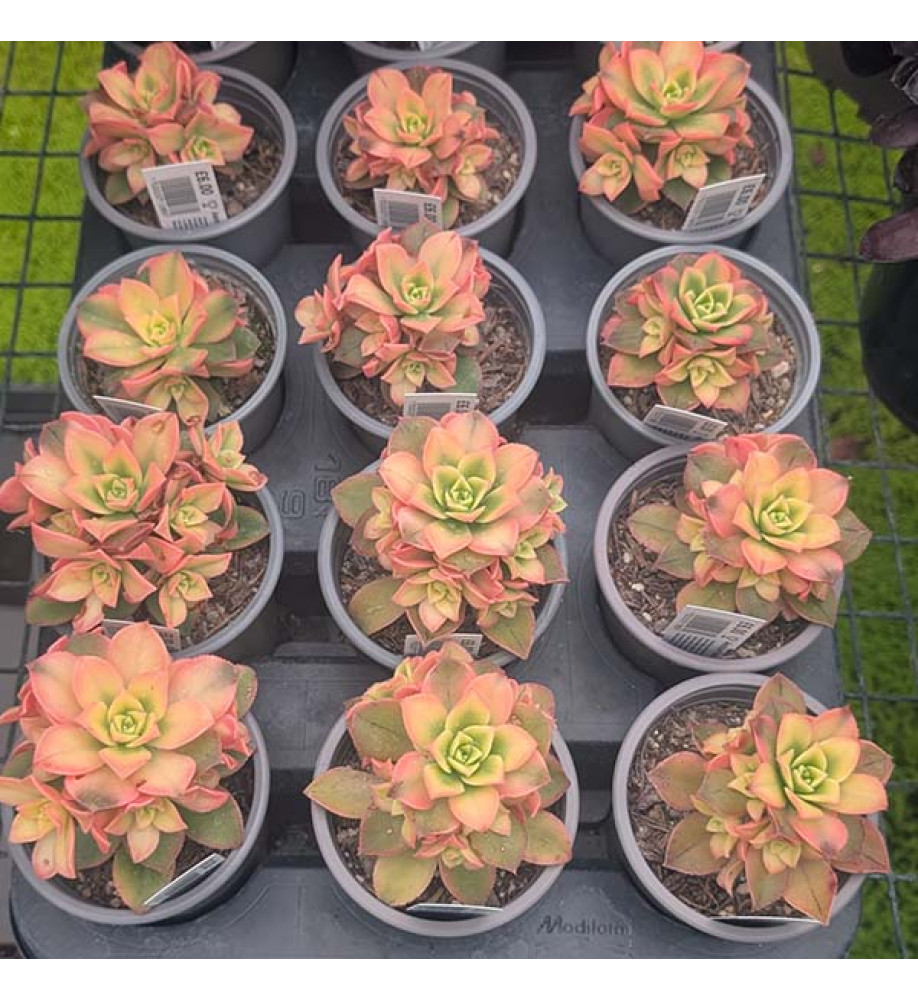 Aeonium haworthii Dream Color (0.8lt)
